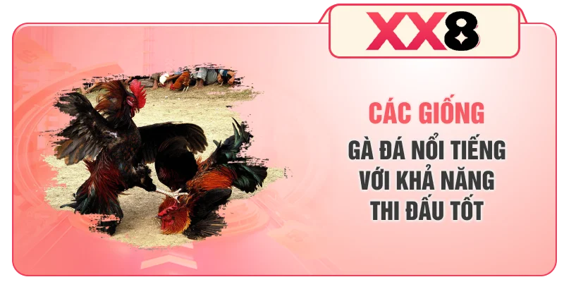 Các Giống Gà Đá Nổi Tiếng Với Khả Năng Thi Đấu Tốt