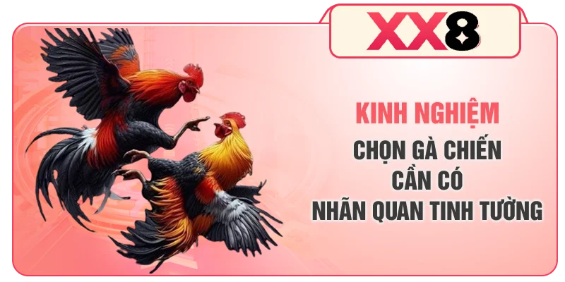 Kinh nghiệm chọn gà chiến cần có nhãn quan tinh tường
