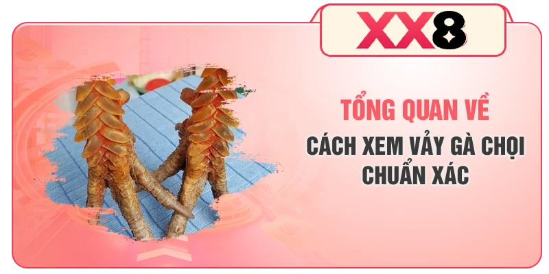 Tổng quan về cách xem vảy gà chọi chuẩn xác